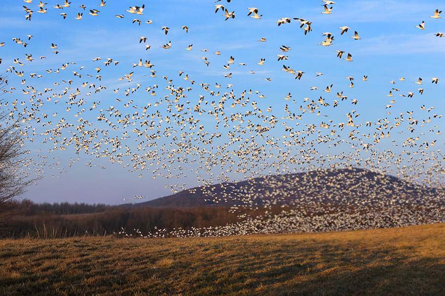 Spectacular bird migration and flocks in Richards Bay